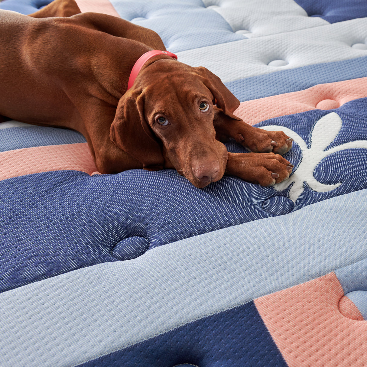 S&F Reserve Duet Firm Removeable, Reversible Topper Mattress Only 530099